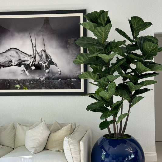 Most Popular Blue Globe Planter with Fiddle Tree